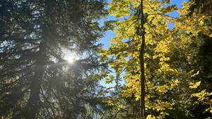 The Leaf People
