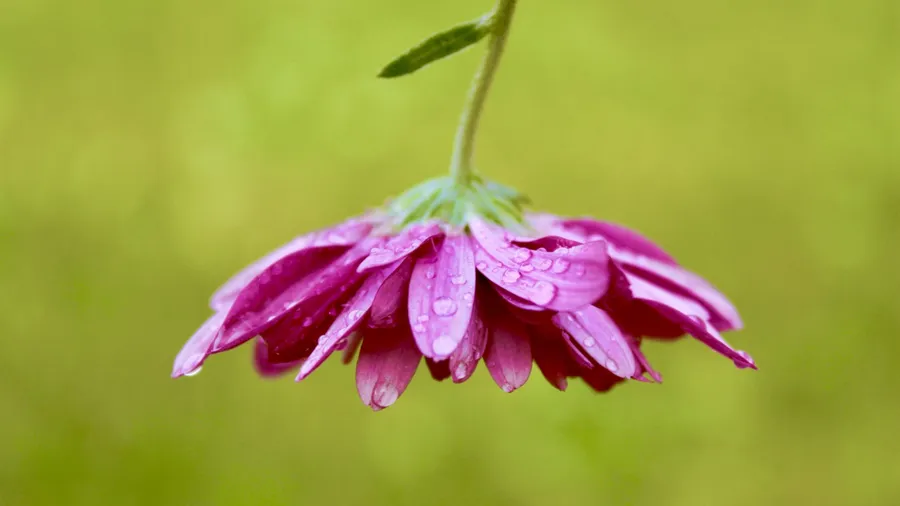 Mental health issues, genetic manipulation & narcissism
