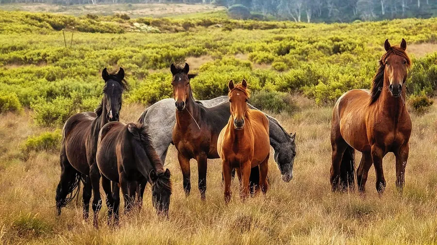 The animal world