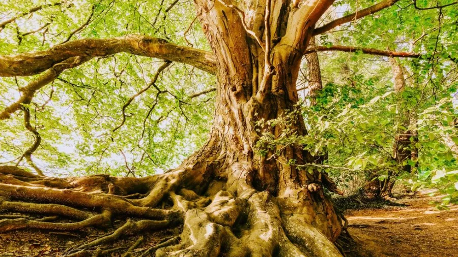 Returning to the root of you